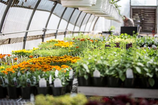 greenhouse 